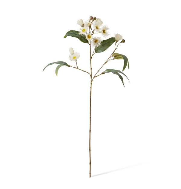 EUCALYPTUS FLOWERING SPRAY | WHITE