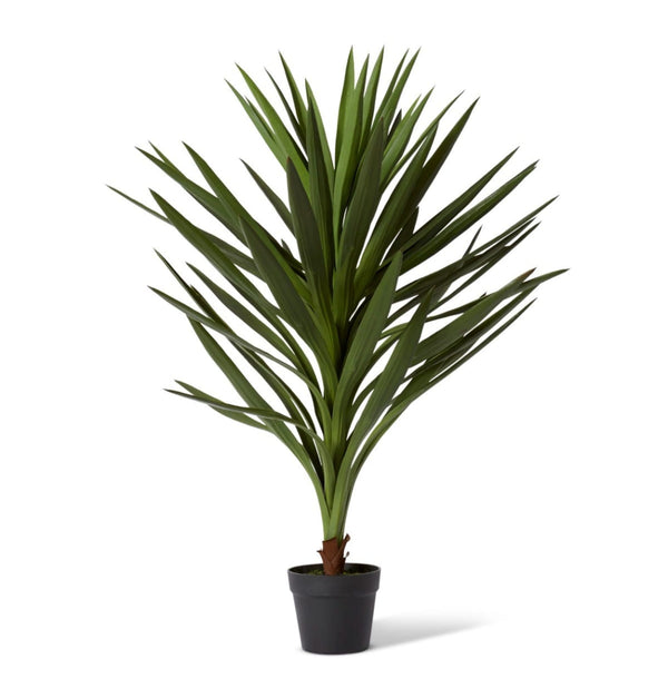 DRACAENA SPIKEY POTTED PLANT