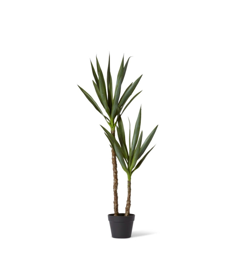 DRACAENA PLANT POTTED