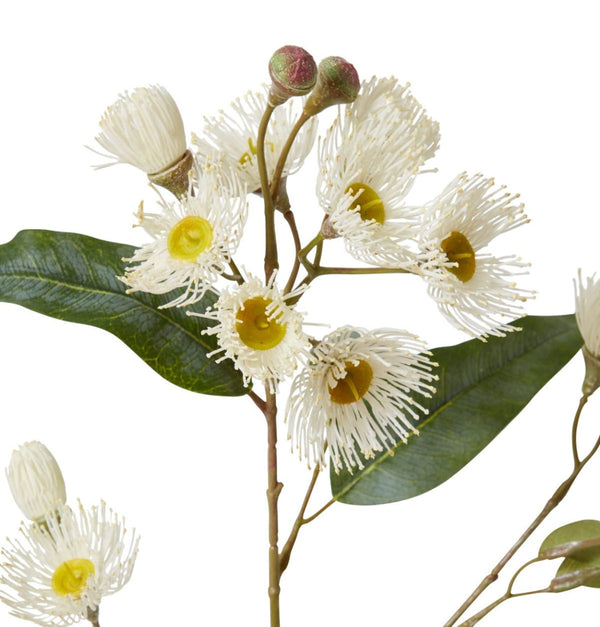 EUCALYPTUS FLOWERING SPRAY | WHITE