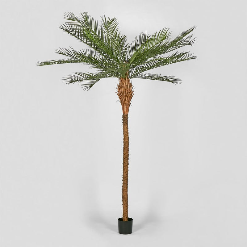 PHOENIX PALM TREE - 300CM