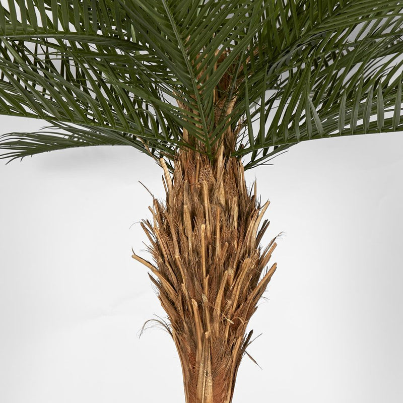 PHOENIX PALM TREE - 300CM