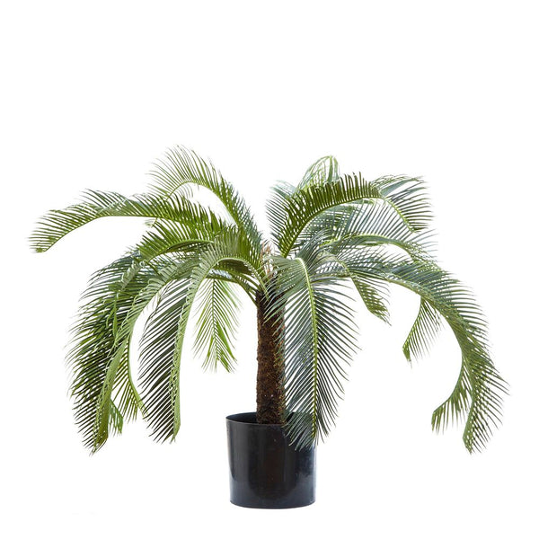 CYCAD PALM 45CM