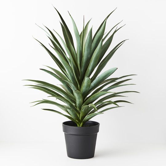 YUCCA PLANT POTTED | GREEN