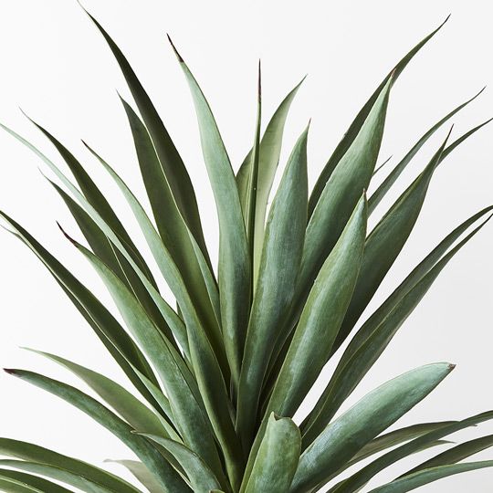 YUCCA PLANT POTTED | GREEN