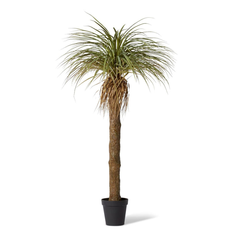 YUCCA GRASS TREE