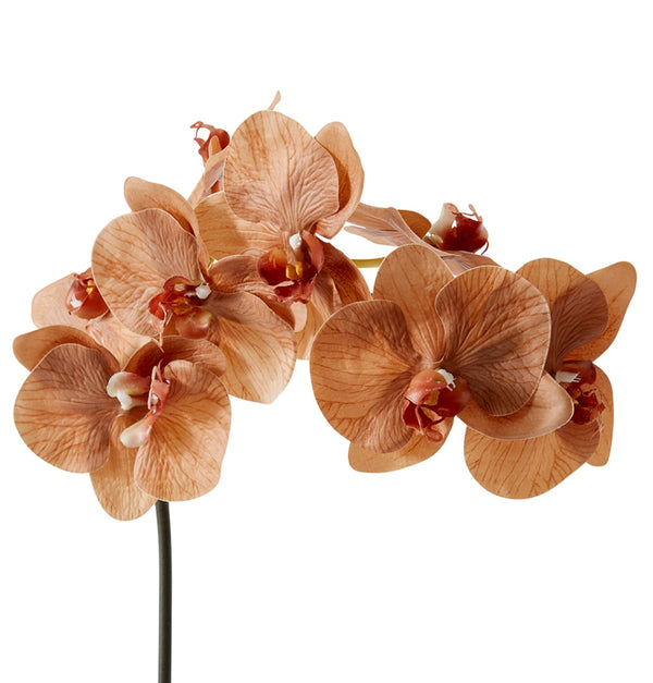 PHALAENOPSIS ORCHID STEM  - LIGHT BROWN