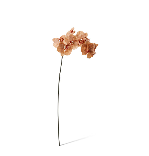 PHALAENOPSIS ORCHID STEM  - LIGHT BROWN