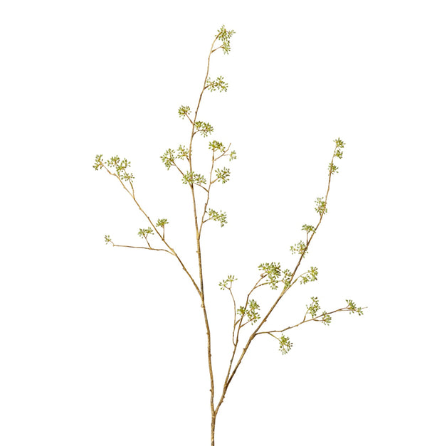 SEEDLING EUCALYPTUS BRANCH | GREEN BROWN