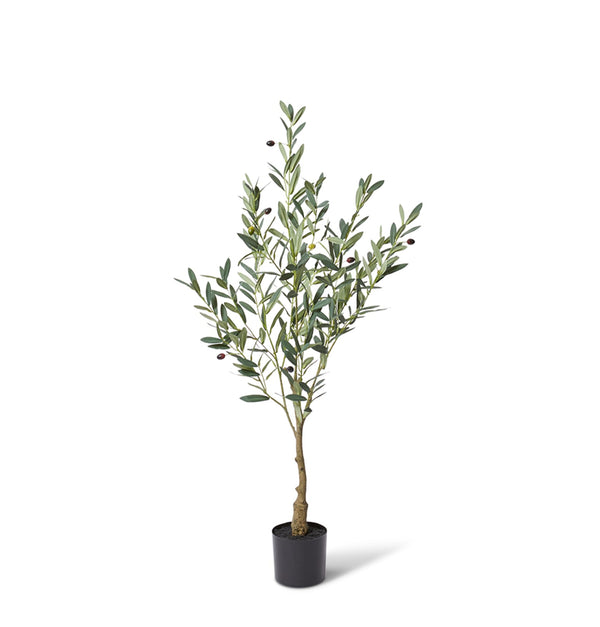 OLIVE TREE | 120CM